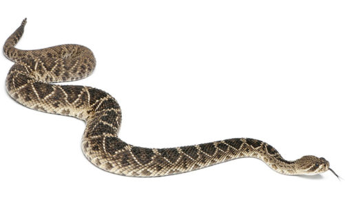 Rattlesnakes remain active