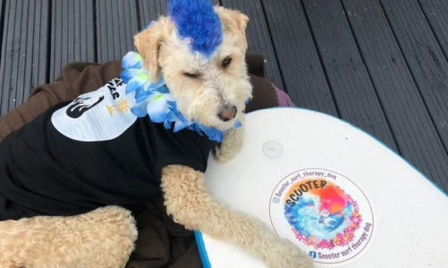 Fetch the Sun: apparel for humans and dogs