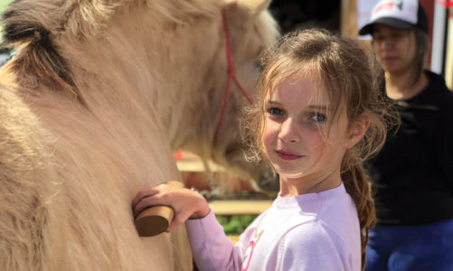 Horses provide effective therapy