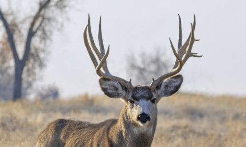 OH  DEER!