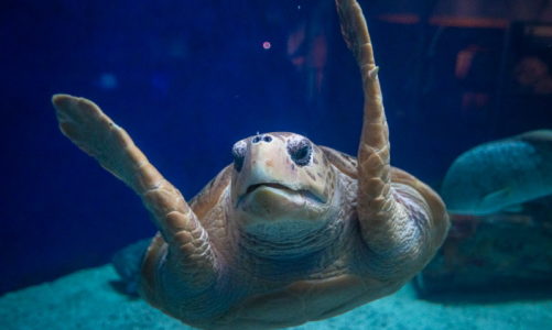 Birch Aquarium reopens