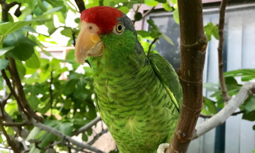 Birds of a feather: Lucky Bird finds a home