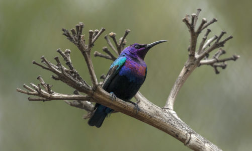 Zoo rears splendid  sunbird chick