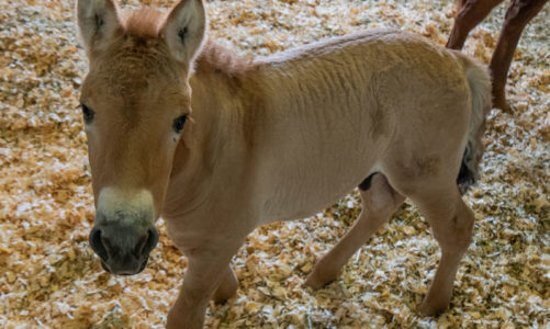 Cloned foal offers genetic diversity