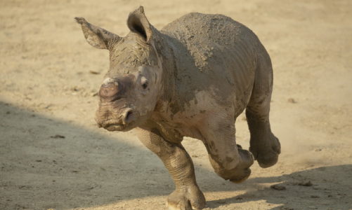 SD Zoo Global: World Rhino Day