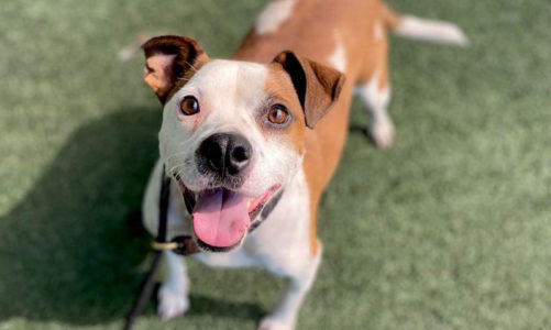 Adopt a Hurricane Dog!