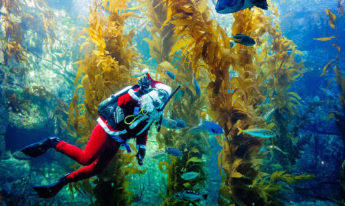 Scuba Santa dives live