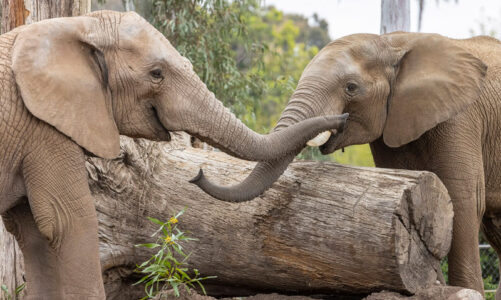 Juvenile elephants move to San Diego Zoo