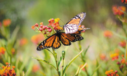 Flight of the monarchs