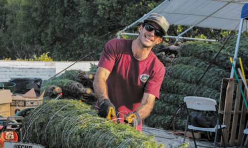 A pop-up tree stand: Make your Christmas green