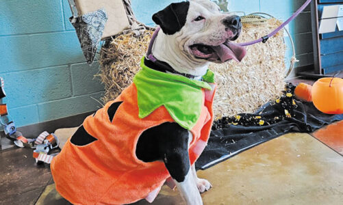 Howl-O-Ween means a deal on a new K-9 companion